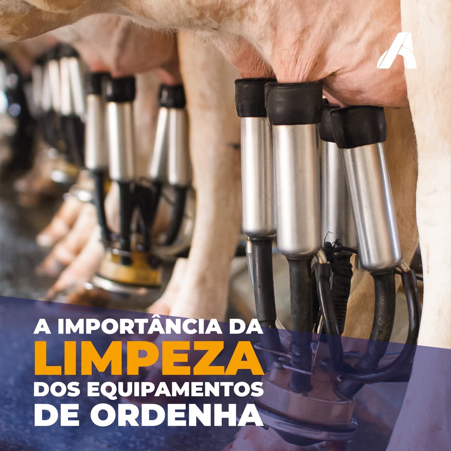 A Importância dos equipamentos de ordenha – American Nutrients ...